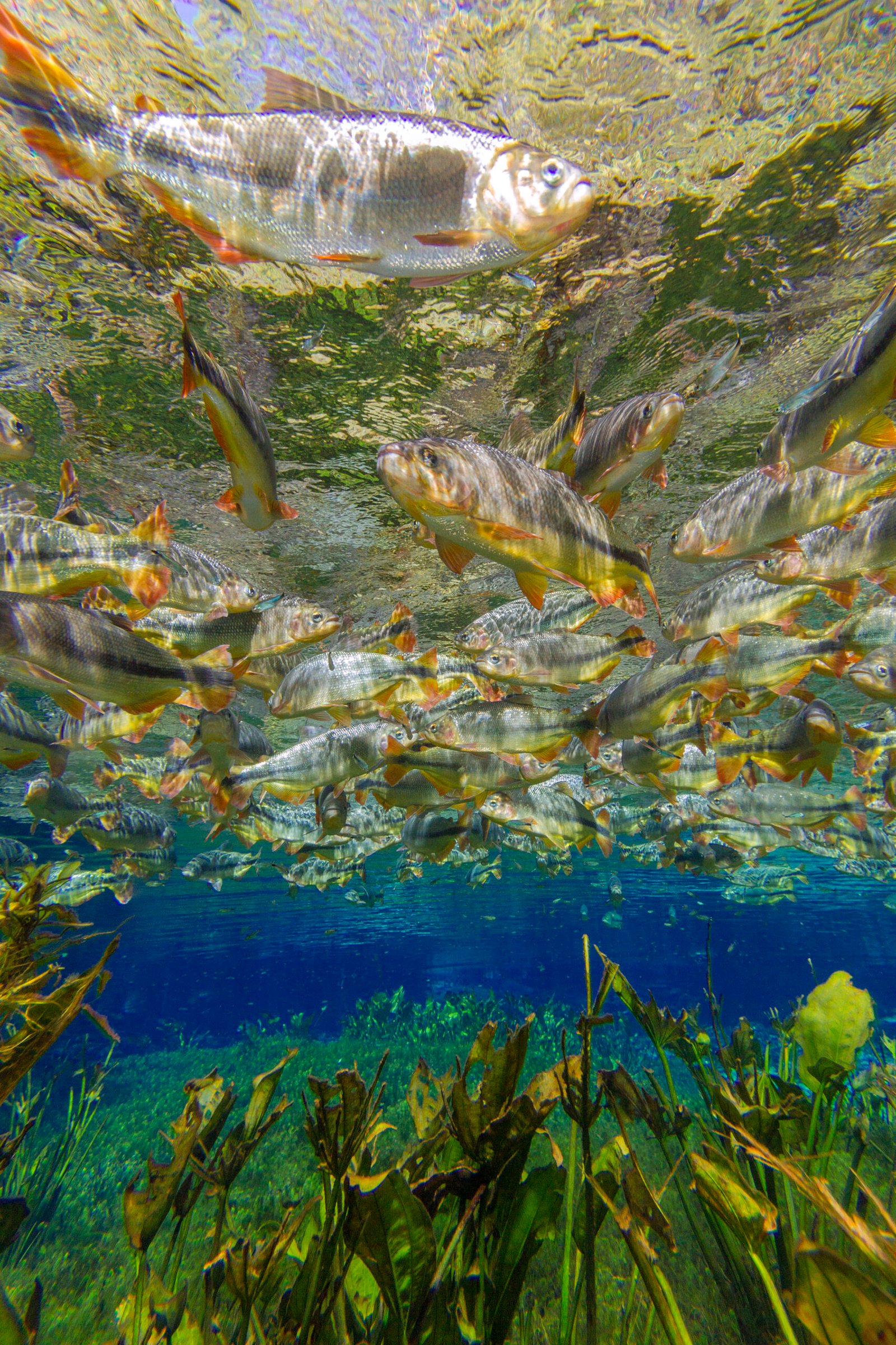 DANIEL_DE_GRANVILLE_PHOTO_IN_NATURA_aquario_natural_peixes_sub_bonito_ms_20150803_0063