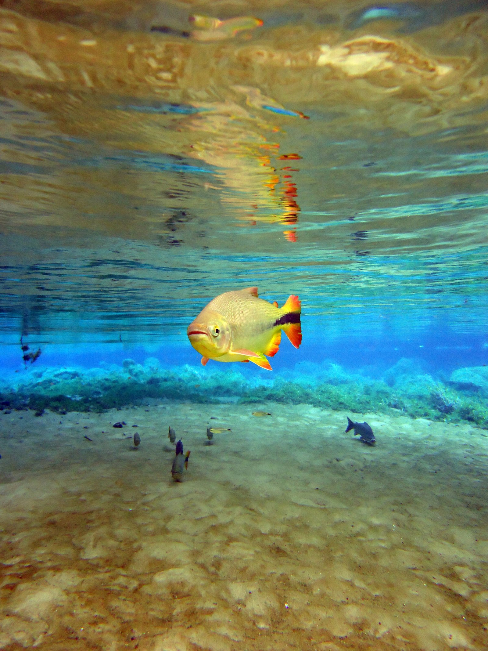 Recanto Ecológico Rio da Prata Marcelo Gil (15)